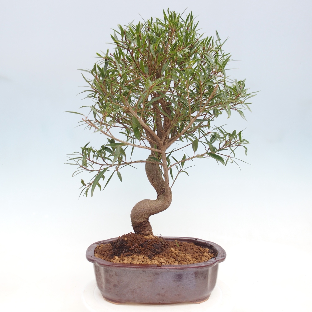 Room bonsai - Ficus nerifolia - small-leaved ficus