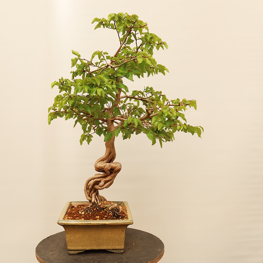 Outdoor bonsai - Carpinus Coreana - Korean hornbeam