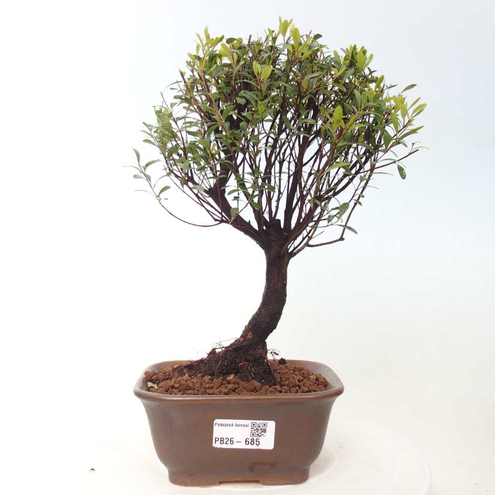 Room bonsai - Syzygium - Pimento