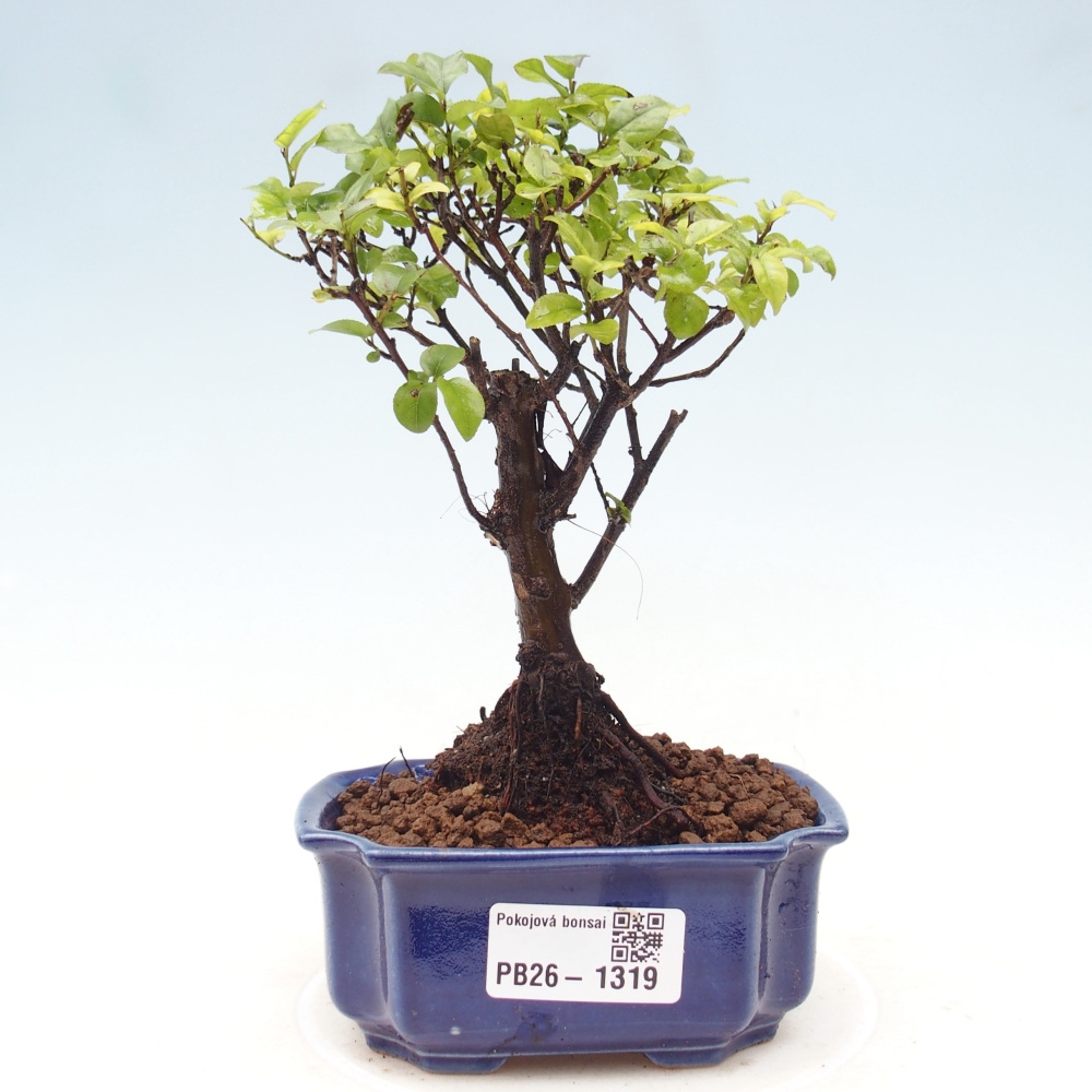 Indoor bonsai - Sagerécie thea - Sagerécie thea