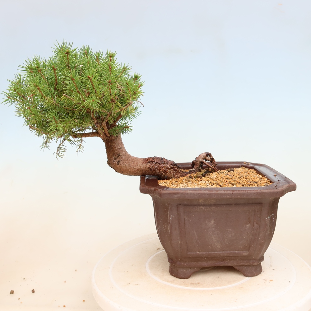 Outdoor bonsai - Spruce - Picea glauca globe