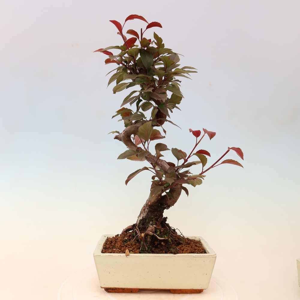 Outdoor bonsai -Malus domestica - Small-fruited red-leaved apple tree