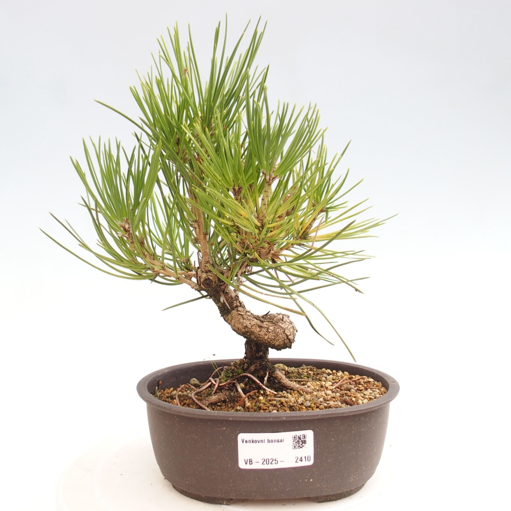 Outdoor bonsai - Pinus thunbergii - Thunbergia pine