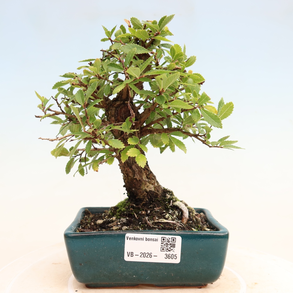 Outdoor bonsai - Zelkova - Zelkova NIRE