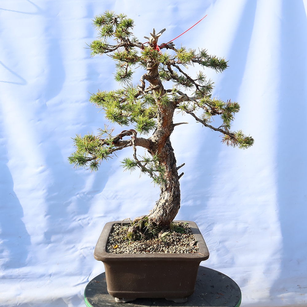 Pinus sylvestris Spain - Scots pine