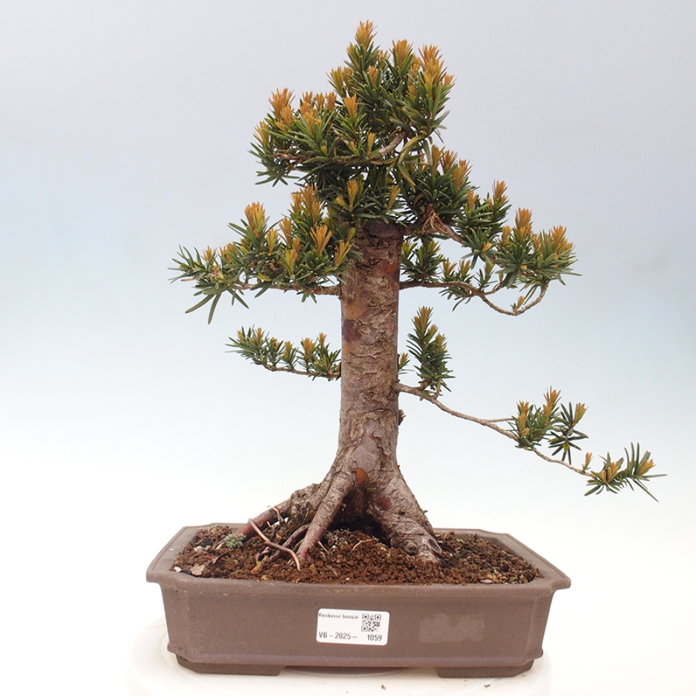 Outdoor bonsai - Taxus cuspidata - Japanese yew