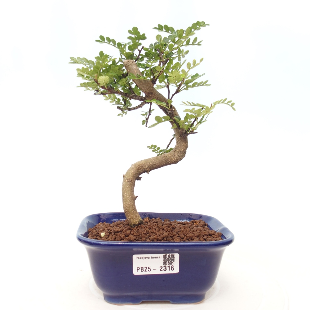 Indoor bonsai - Zantoxylum piperitum - Peppermint