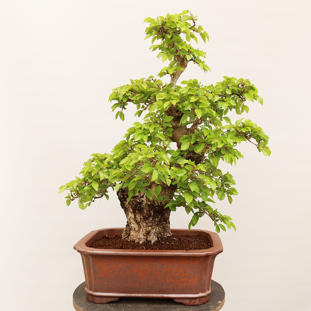 Outdoor bonsai - Carpinus Coreana - Korean hornbeam