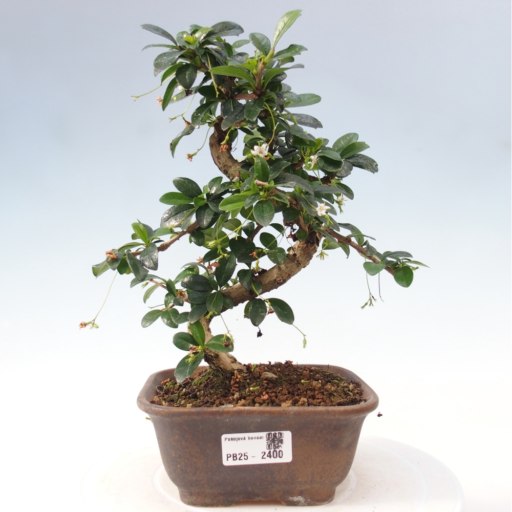 Indoor bonsai - Carmona macrophylla - Fuki tea