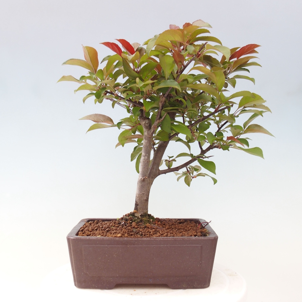 Outdoor bonsai - Malus domestica - Small-fruited red-leaved apple tree