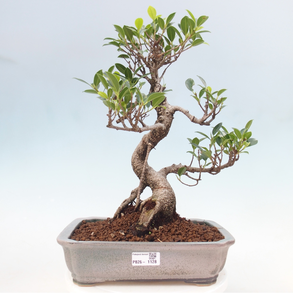 Room bonsai - Ficus kimmen - small-leaved ficus