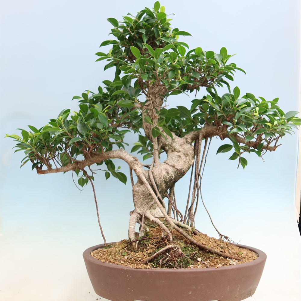 Room bonsai - Ficus kimmen - small-leaved ficus