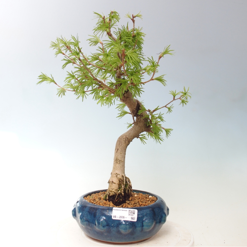 Outdoor bonsai -Pseudolarix amabis-Pseudolarix amabis