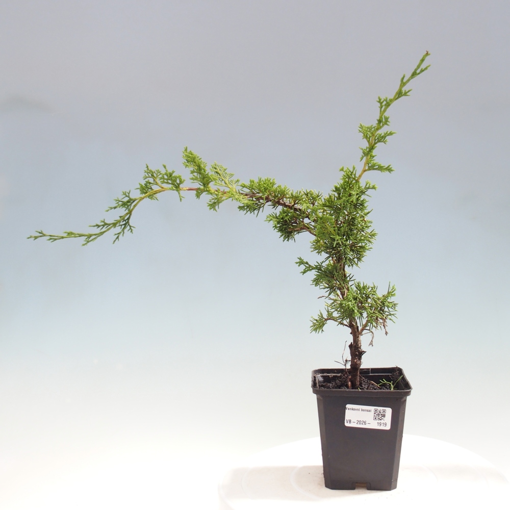 Outdoor bonsai - Juniperus chinensis Itoigawa