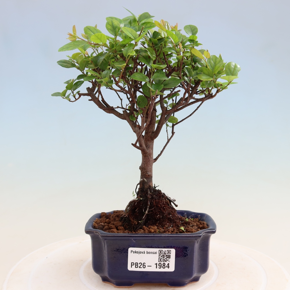 Room bonsai - Sageretia thea - Sageretia thea