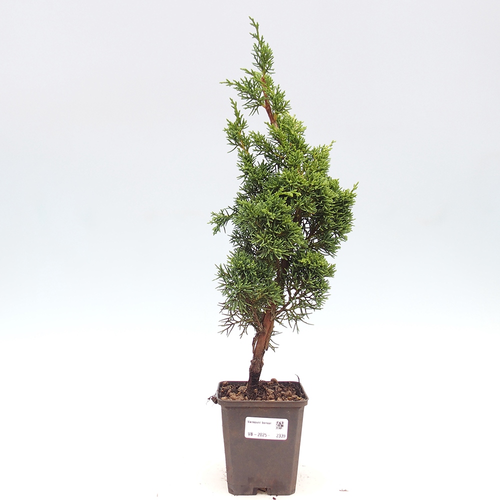 Outdoor bonsai - Juniperus chinensis Kishu - Chinese juniper