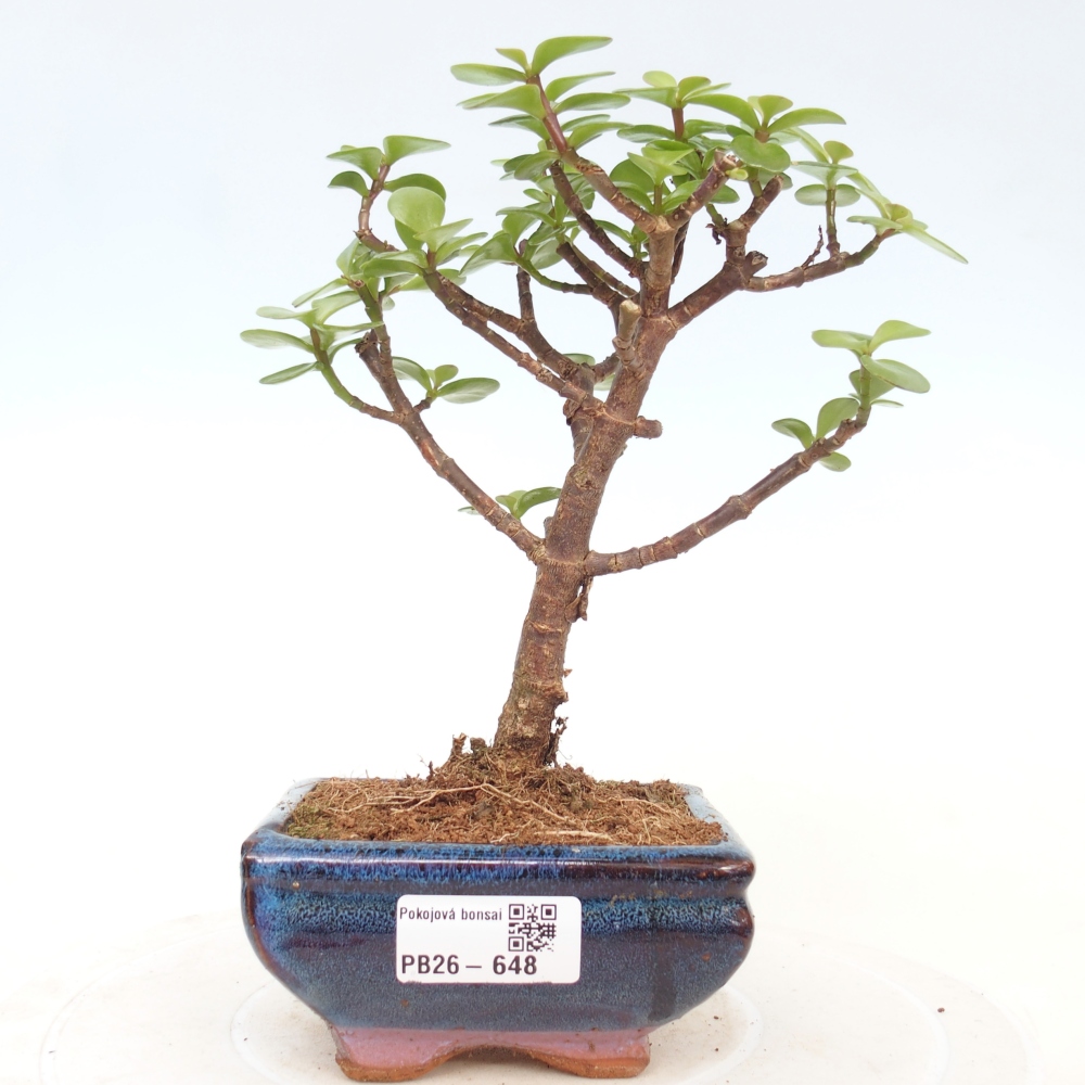 Room bonsai - Portulakaria Afra - Tlustice
