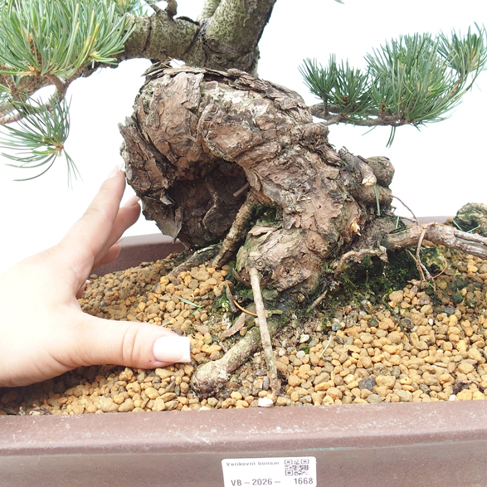 Outdoor bonsai - Pinus parviflora - Pinus parviflora