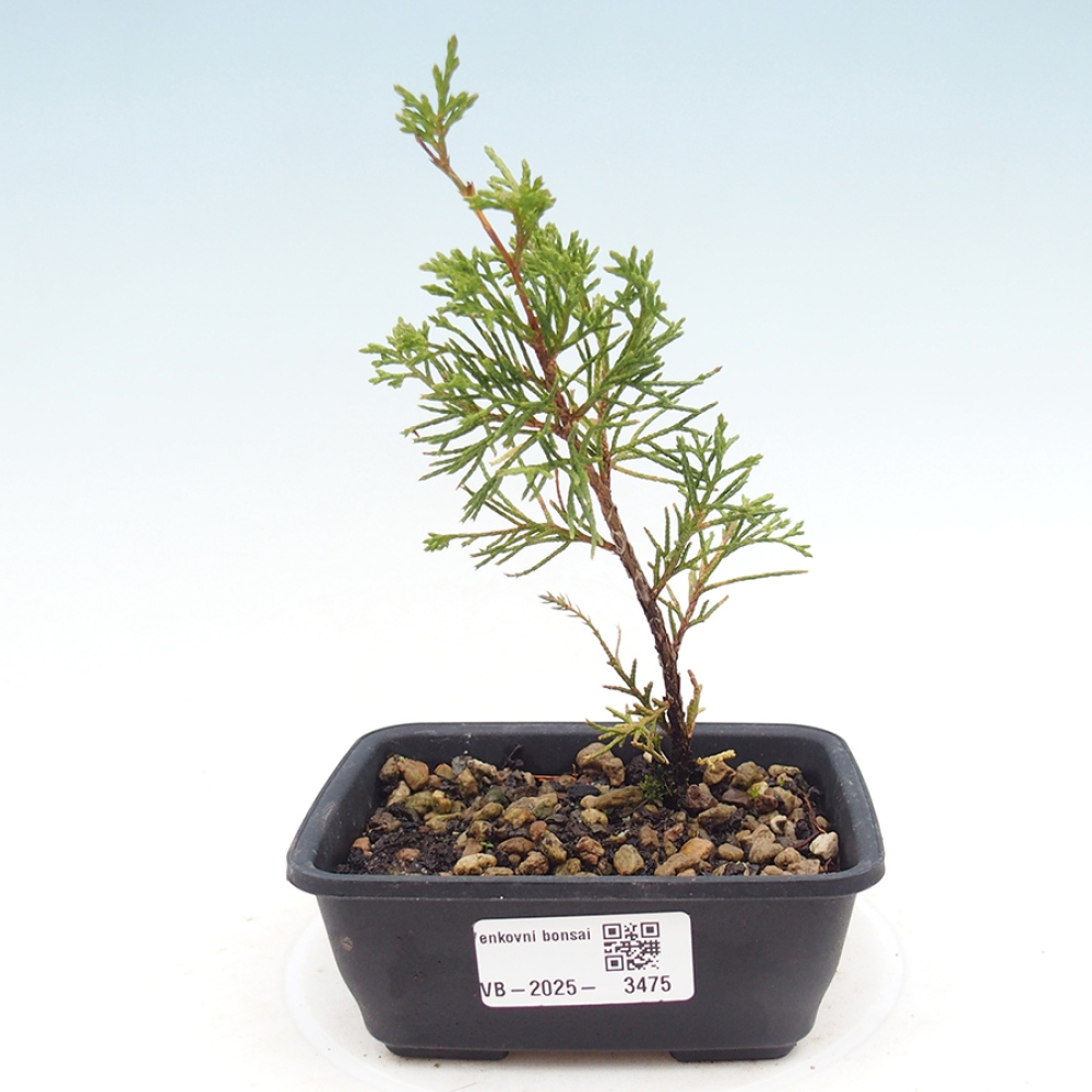 Outdoor bonsai - Juniperus chinensis Itoigawa
