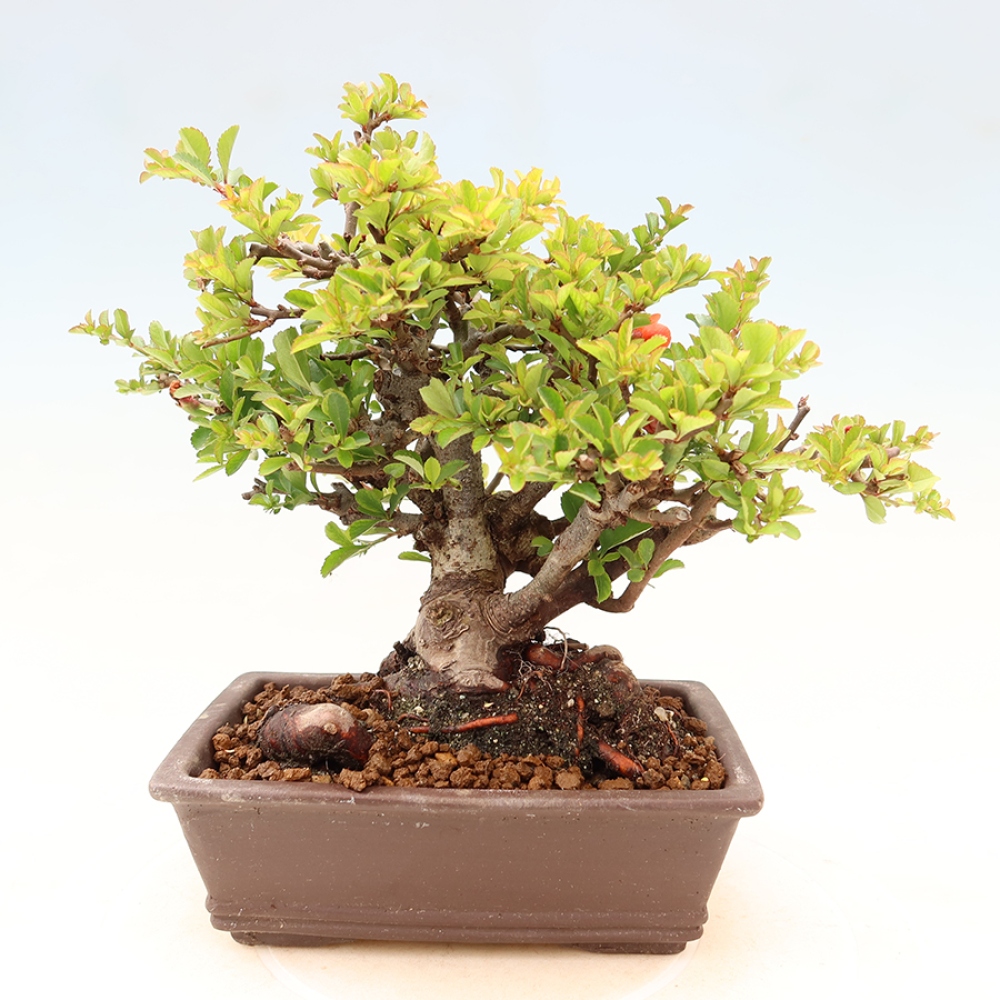 Outdoor bonsai - Chaneomeles speciosa Chojubai