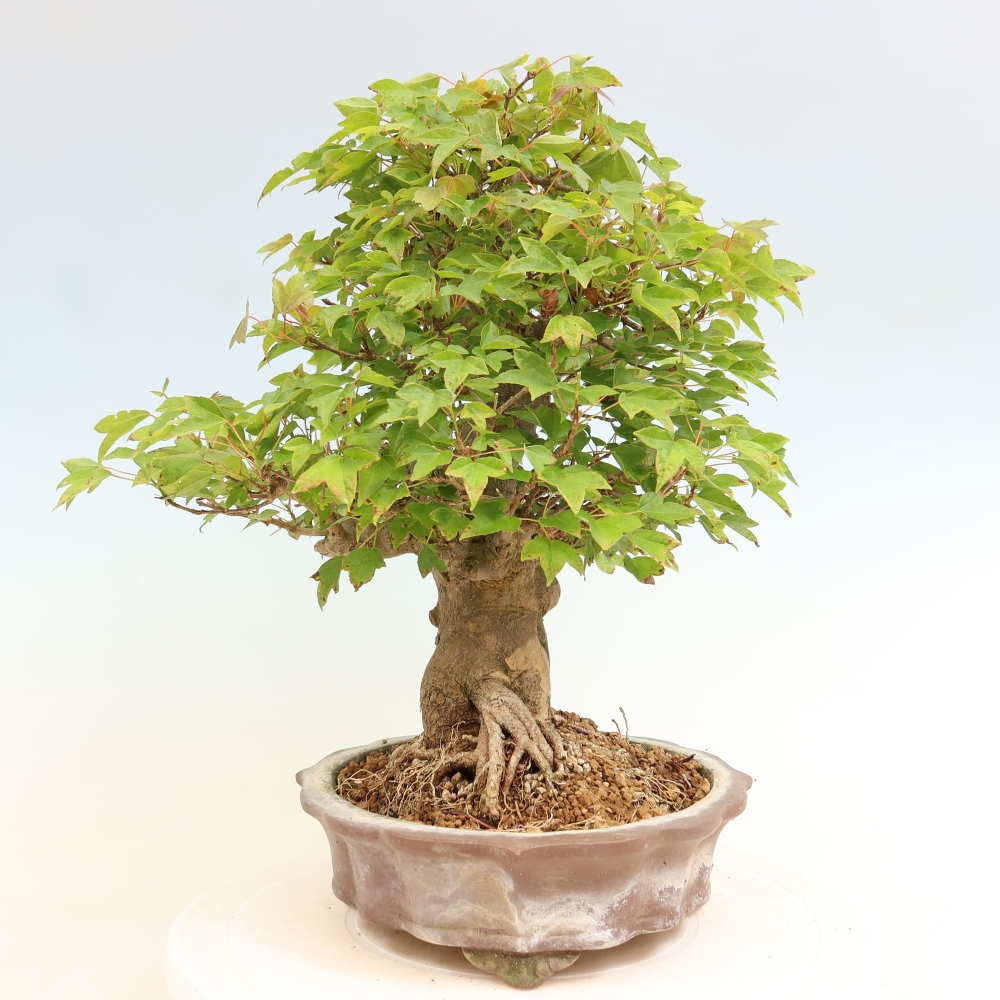 Outdoor bonsai - Maple Burger - Acer Burgerianum
