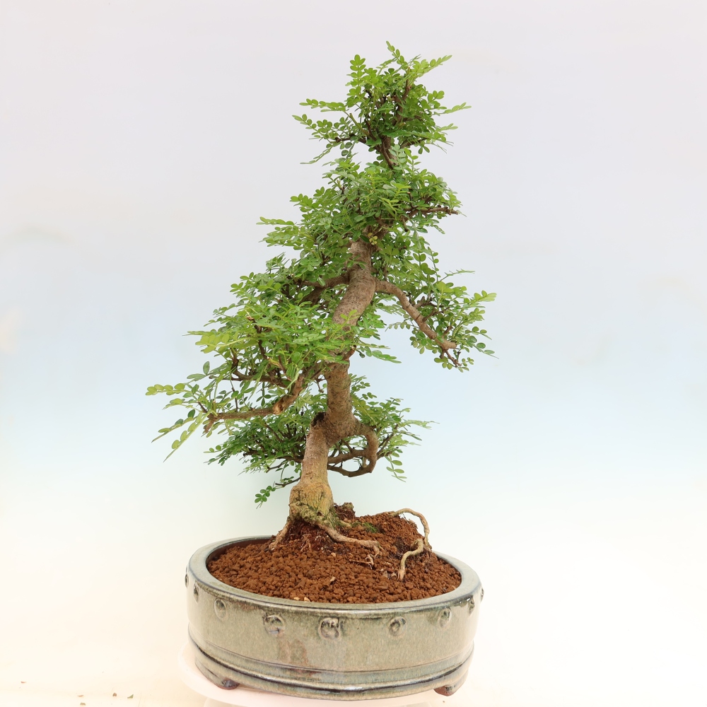 Room bonsai - Zantoxylum piperitum - pepper tree