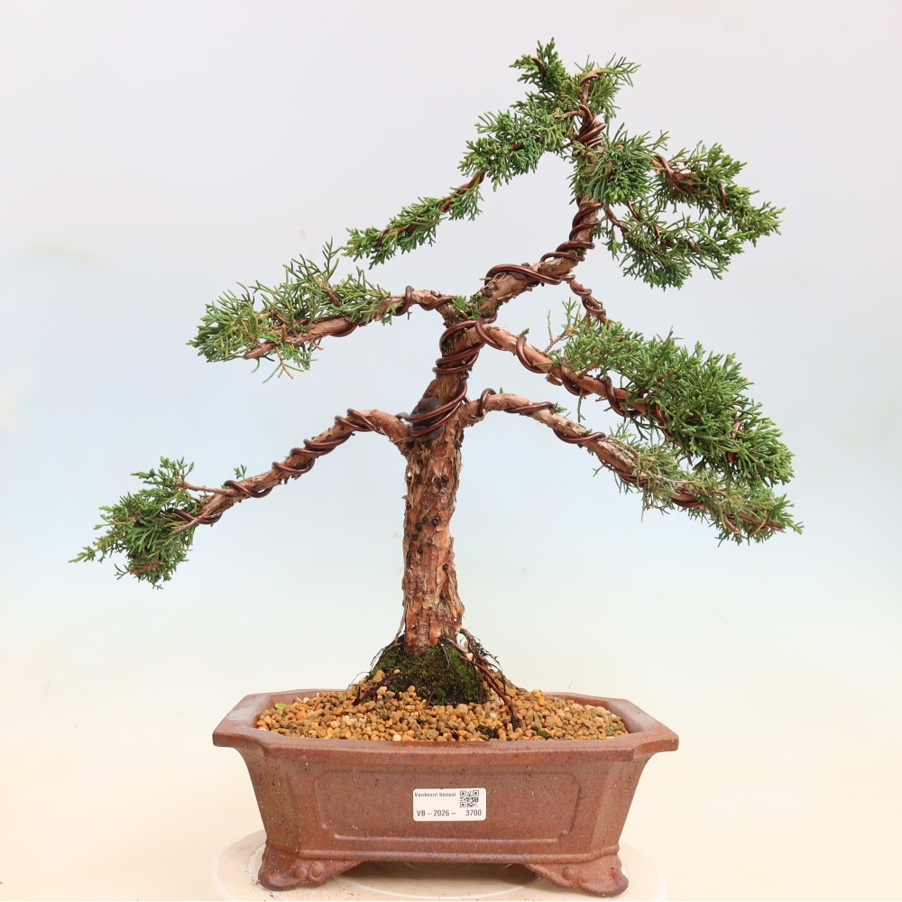 Outdoor bonsai - Juniperus chinensis Kishu