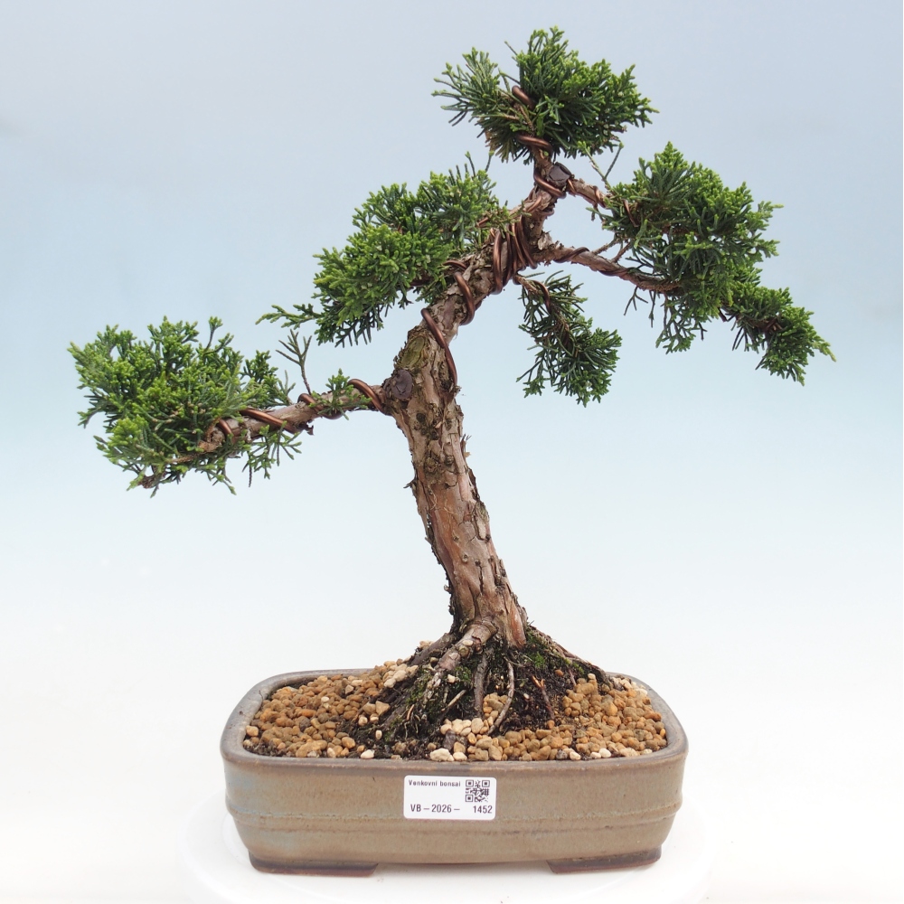 Outdoor bonsai - Juniperus chinensis Kishu