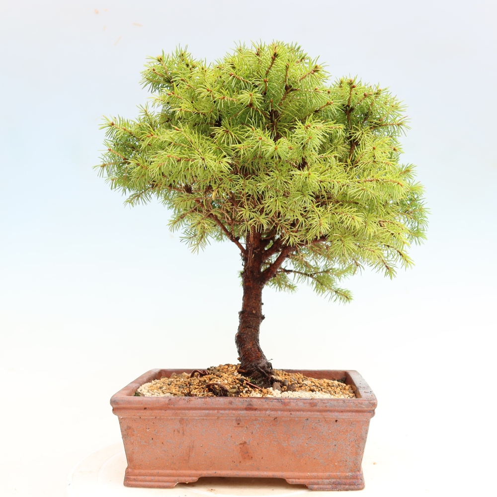 Outdoor Bonsai - Blue Spruce - Picea glauca 'Globe'