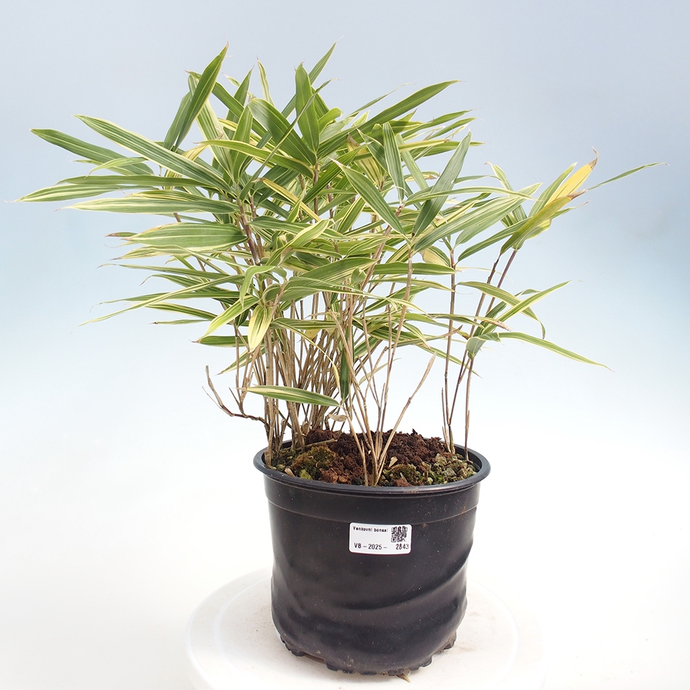 Outdoor bonsai - Sasaella masamuneana Albostriata - Bamboo