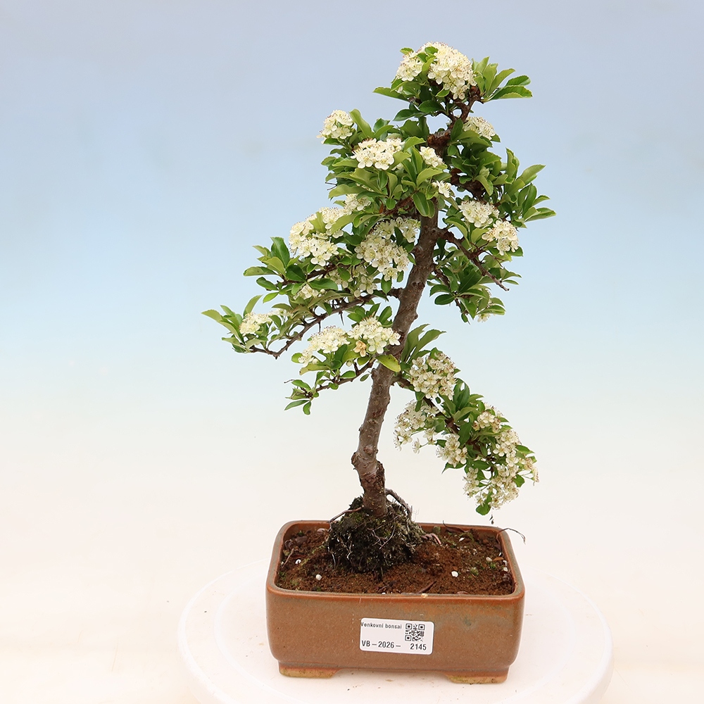 Outdoor Bonsai - Pyracantha teton - Scarlet Firethorn