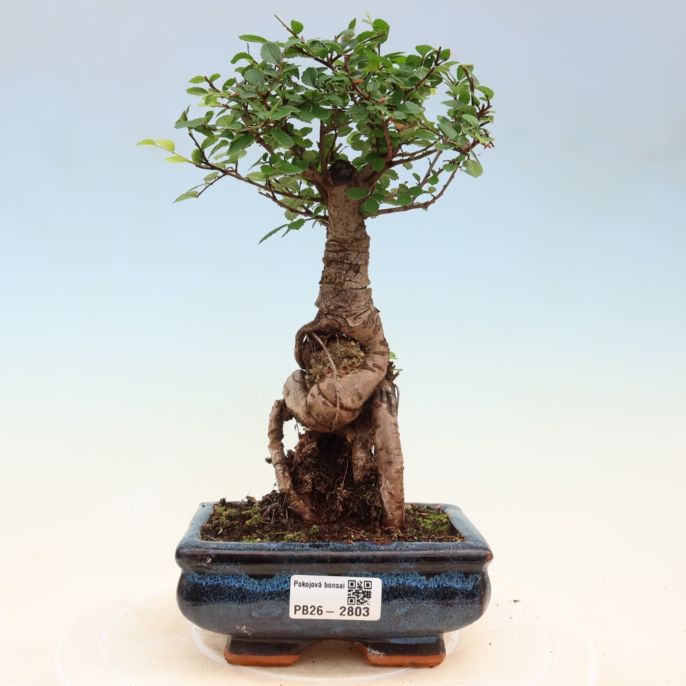 Room bonsai - Ulmus parvifolia - Small-leaved elm