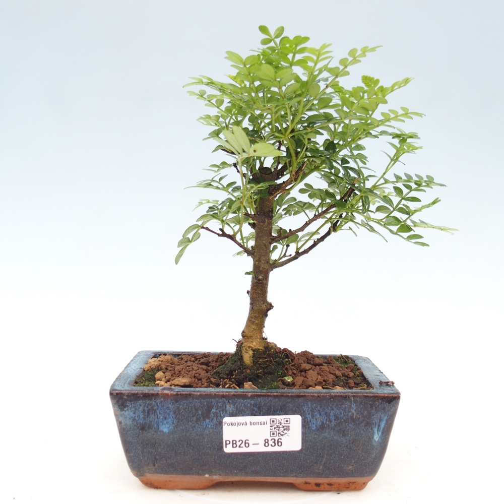 Room bonsai - Zantoxylum piperitum - pepper tree