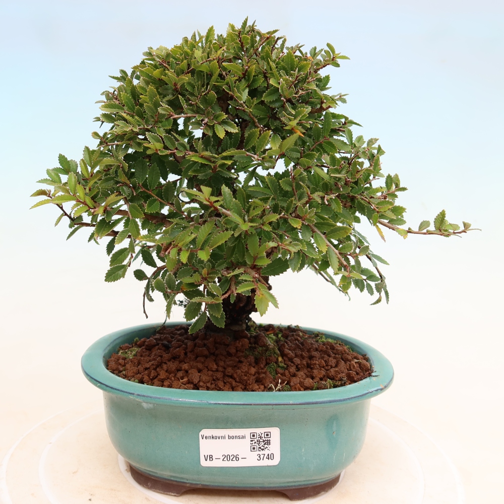 Outdoor bonsai - Zelkova - Zelkova NIRE