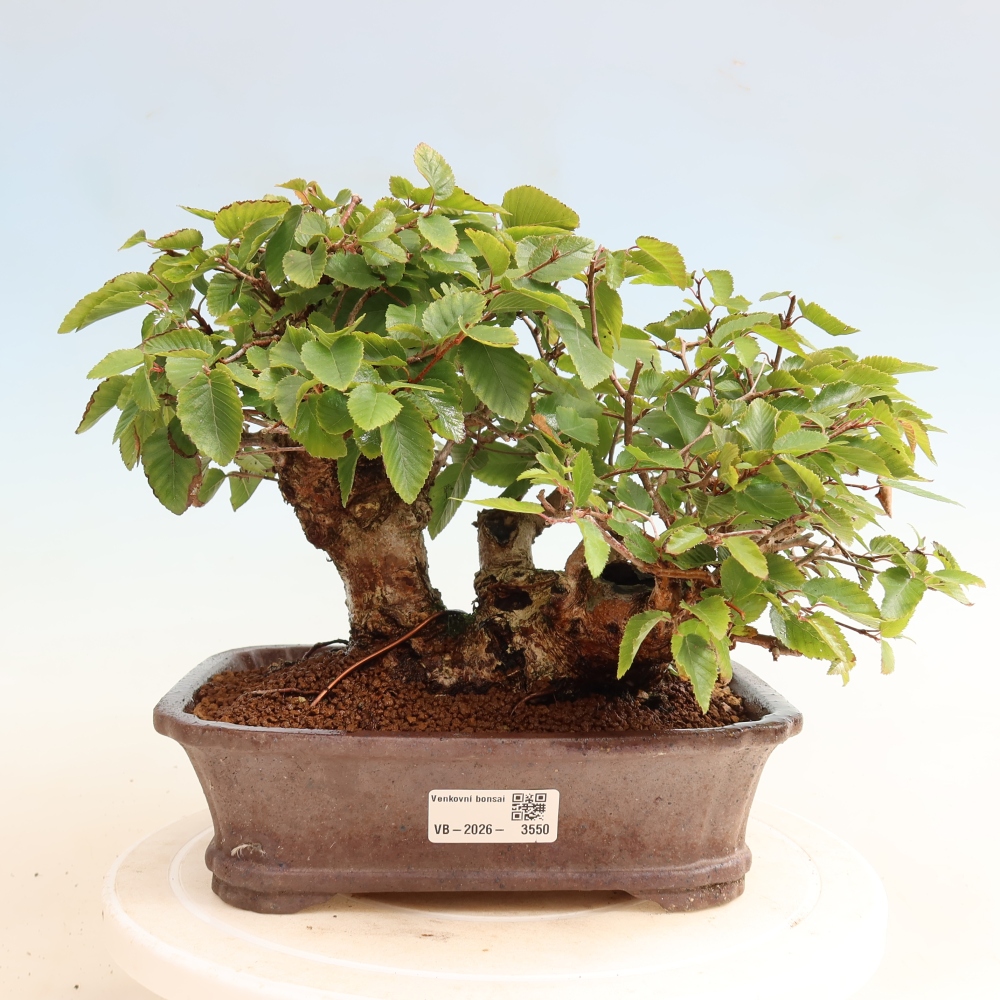 Outdoor bonsai -Carpinus CARPINOIDES - Korean Hornbeam