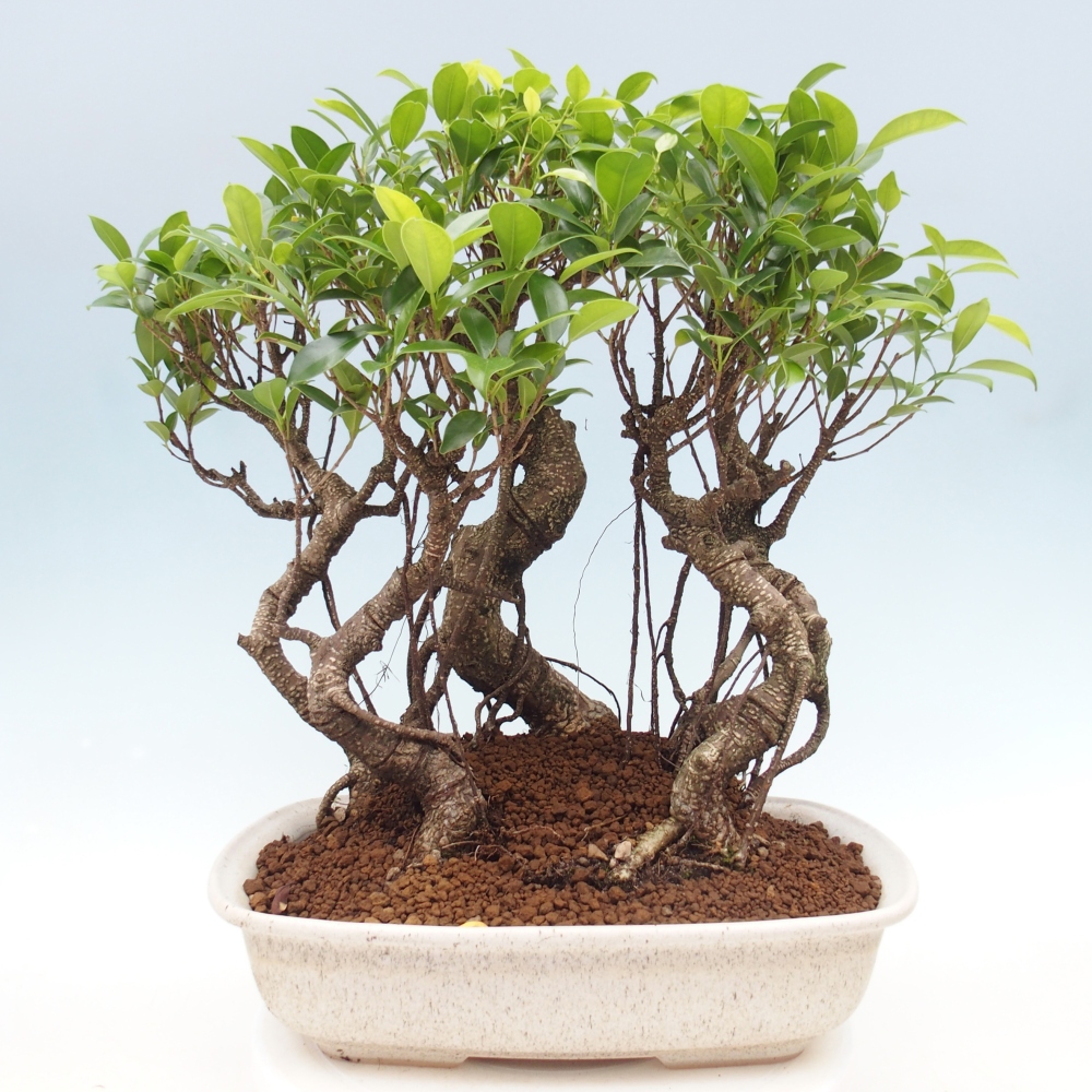 Room bonsai - Ficus kimmen - small-leaved ficus