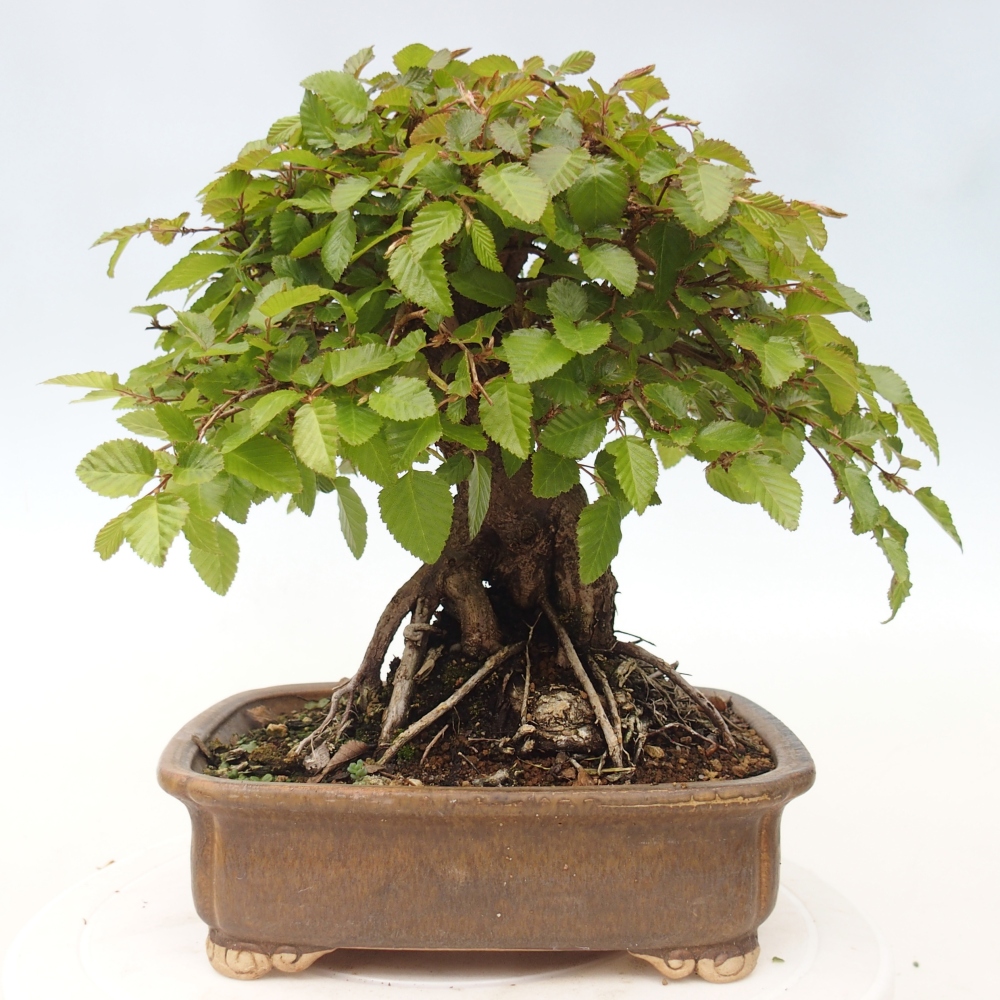 Outdoor bonsai -Carpinus CARPINOIDES - Korean Hornbeam