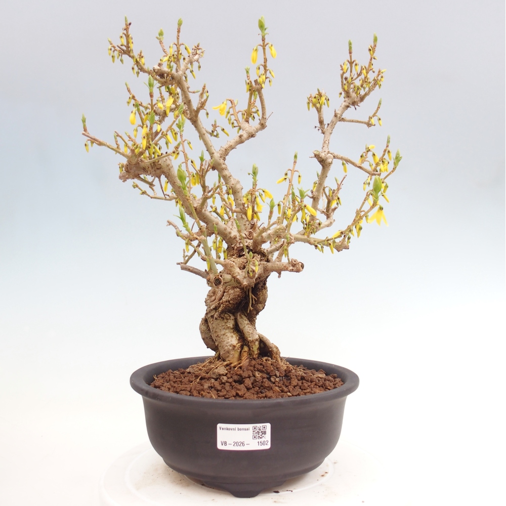 Outdoor bonsai - Zlatice - Forsythia koreana