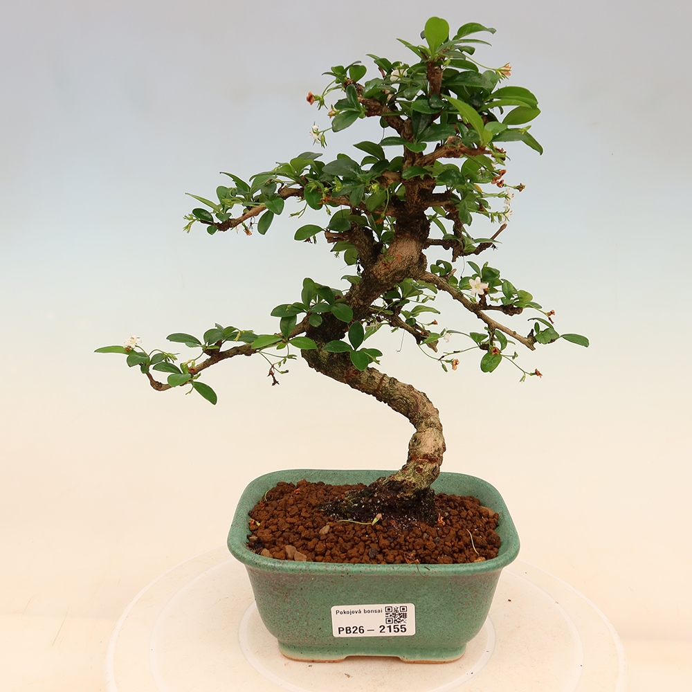 Room bonsai - Carmona macrophylla - Tea fuki