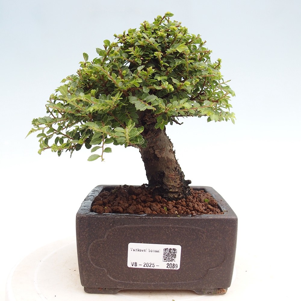 Outdoor bonsai - Ulmus parvifolia Hokkaido - Chinese elm
