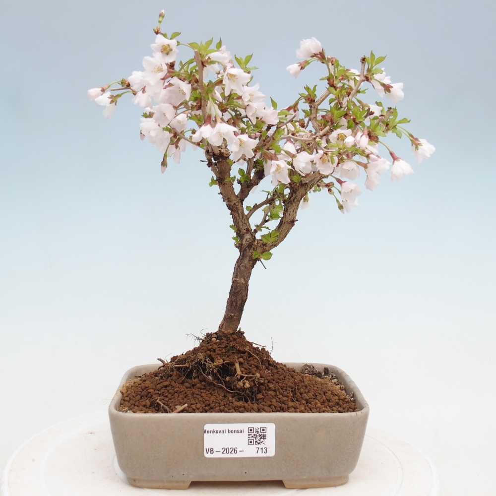 Outdoor bonsai - Prunus incisa Kojou-no mai-Plivon cut out