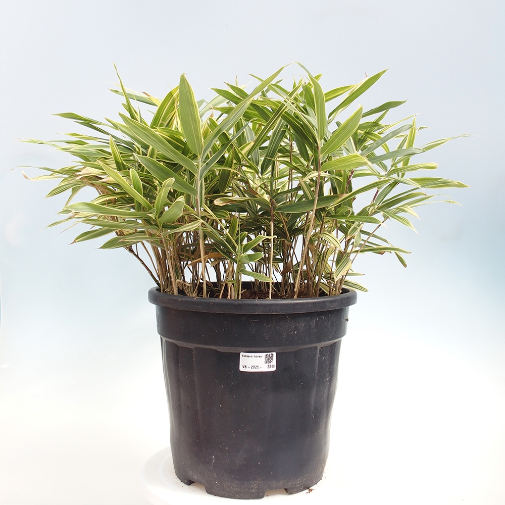 Outdoor bonsai - Sasaella masamuneana Albostriata - Bamboo