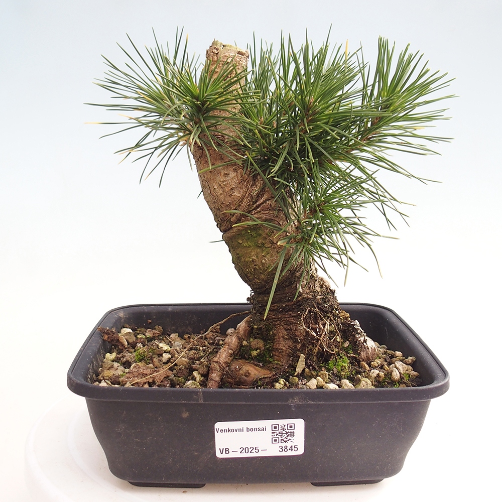 Outdoor bonsai - Pinus thunbergii - Thunberg pine