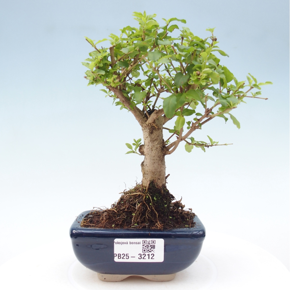 Room bonsai -Ligustrum chinensis - Bird's Beak