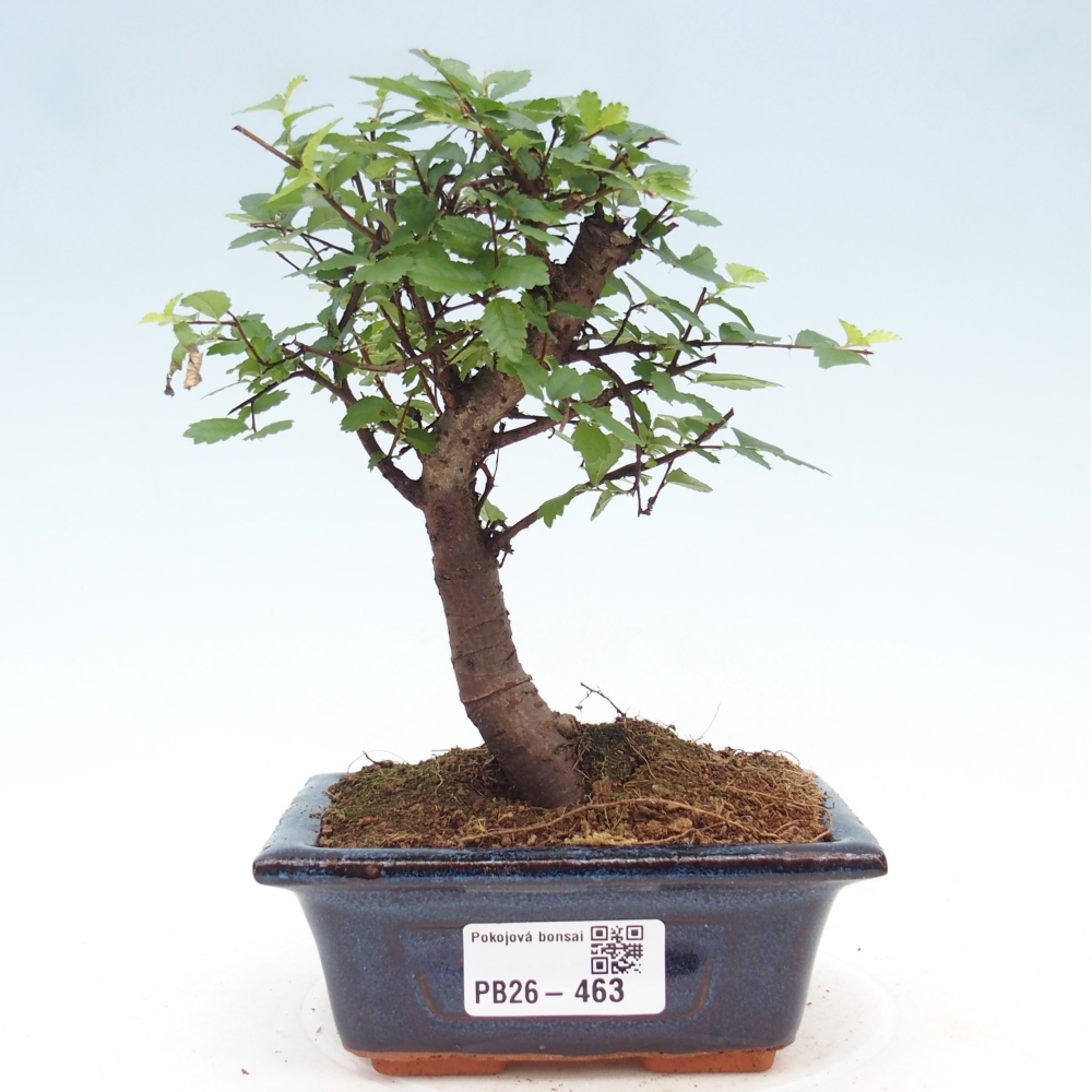 Room bonsai - Ulmus parvifolia - Small-leaved elm