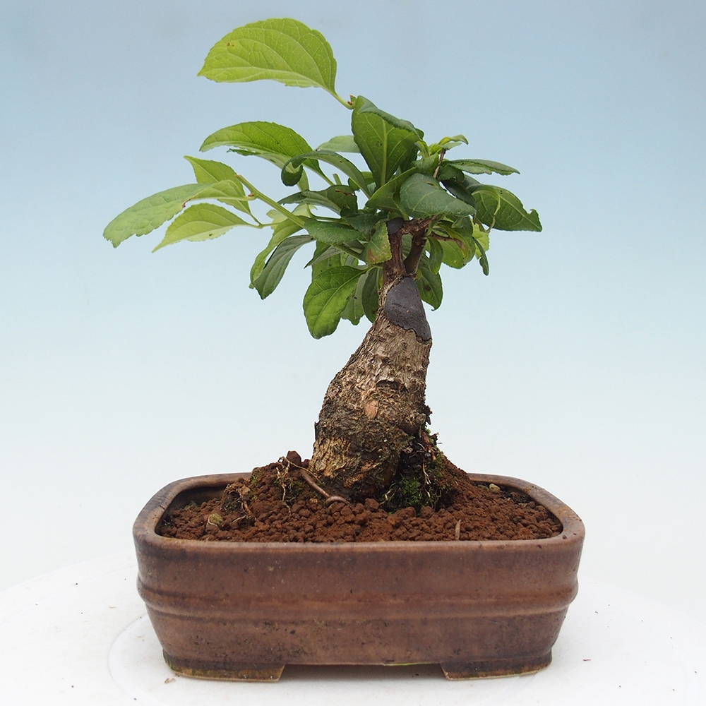 Outdoor bonsai - Celastrus Jesenec