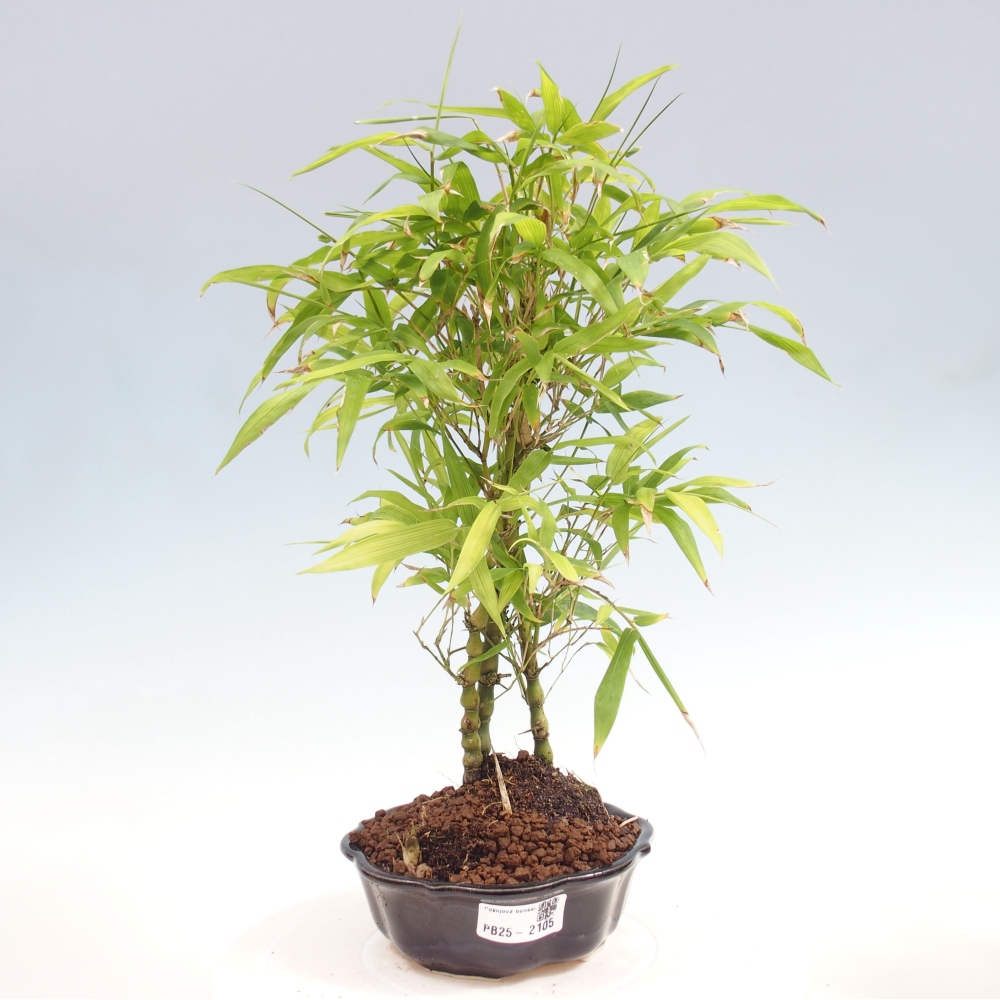 Indoor bonsai - Bamboo Buddha-Bamboo Buddha's belly