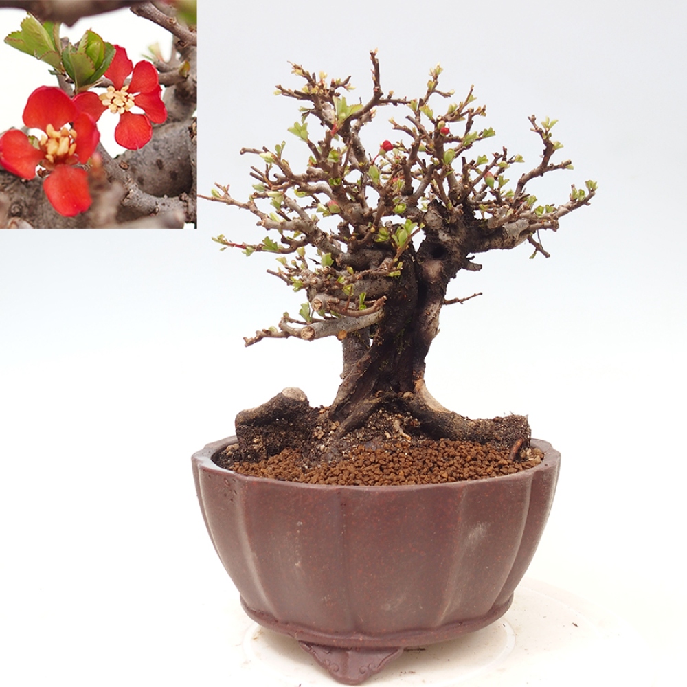 Outdoor bonsai - Chaneomeles speciosa - Quince