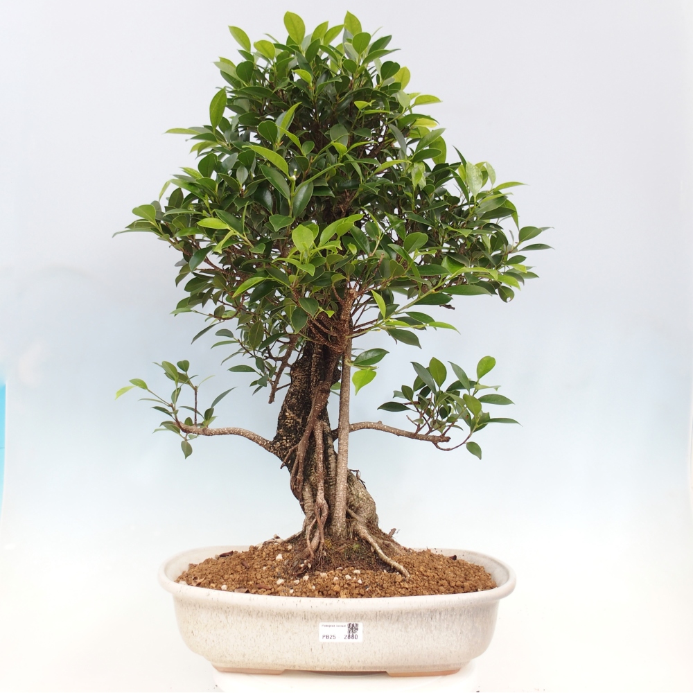 Room bonsai - Ficus kimmen - small-leaved ficus - PERSONAL COLLECTION ONLY or pallet transport