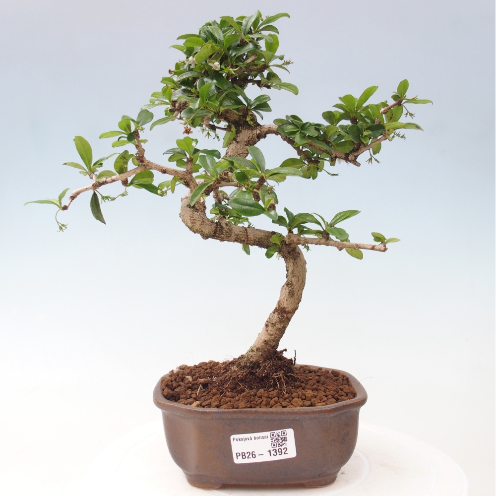 Room bonsai - Carmona macrophylla - Tea fuki